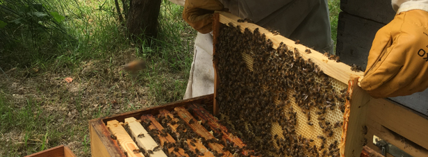 Les abeilles s'invitent au programme des étudiants de l'université à Toulouse