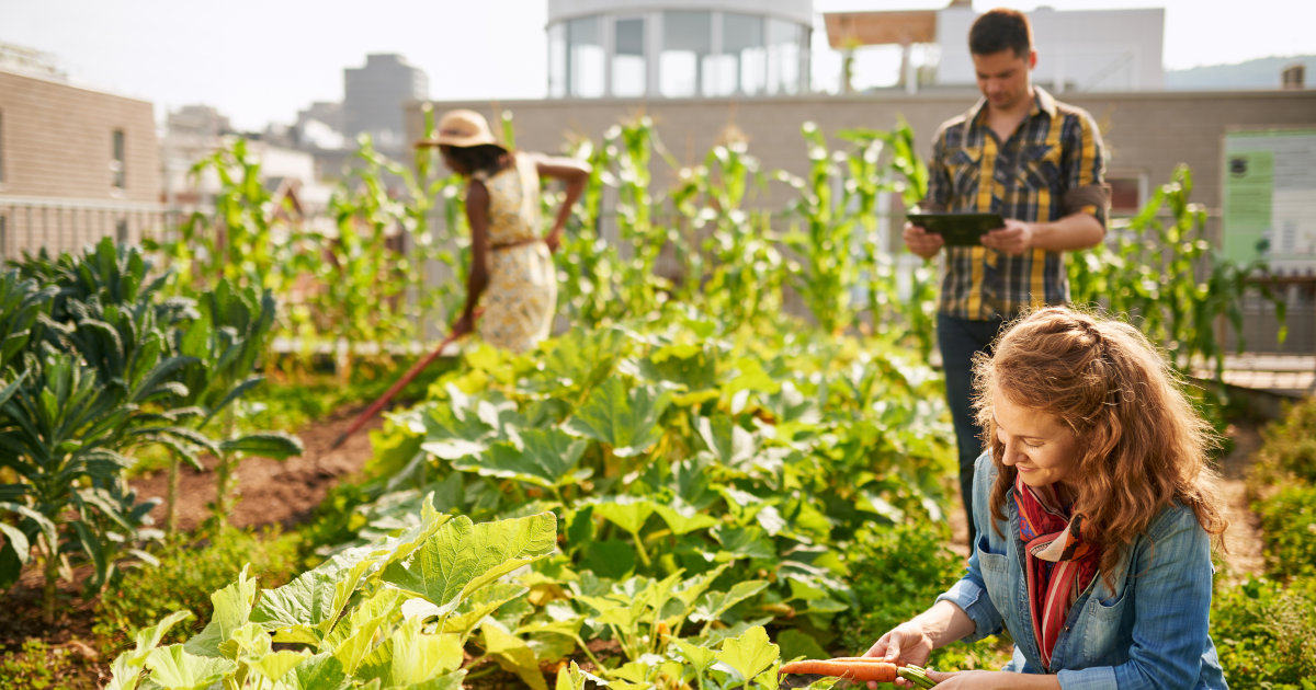 Les acteurs de l'agriculture urbaine créent de nouveaux métiers