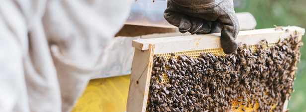Plan apicole durable : le développement de formations dédiées s'accélère